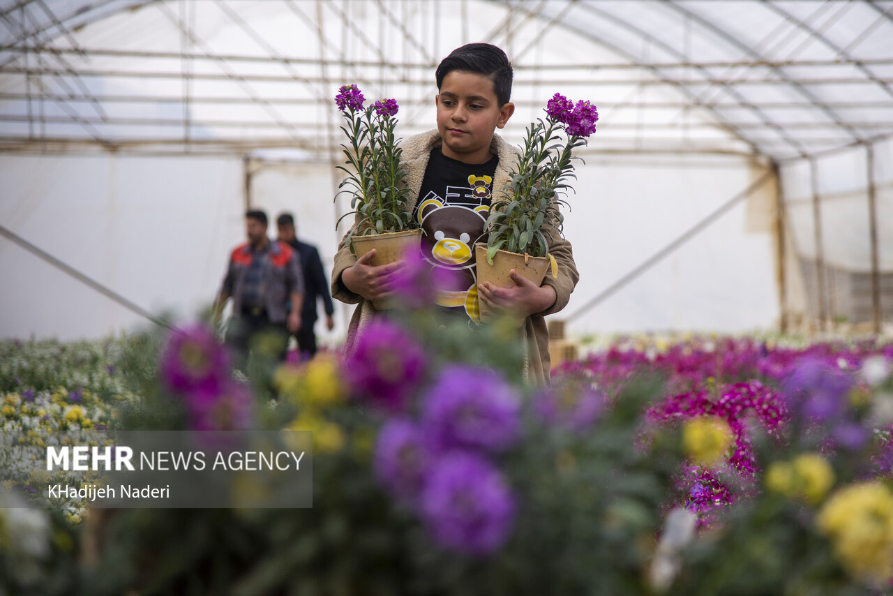 Mehr News Agency – Growing Stock flowers in central Iran