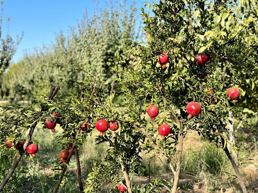 Pomegranate output increases 10,000 tons