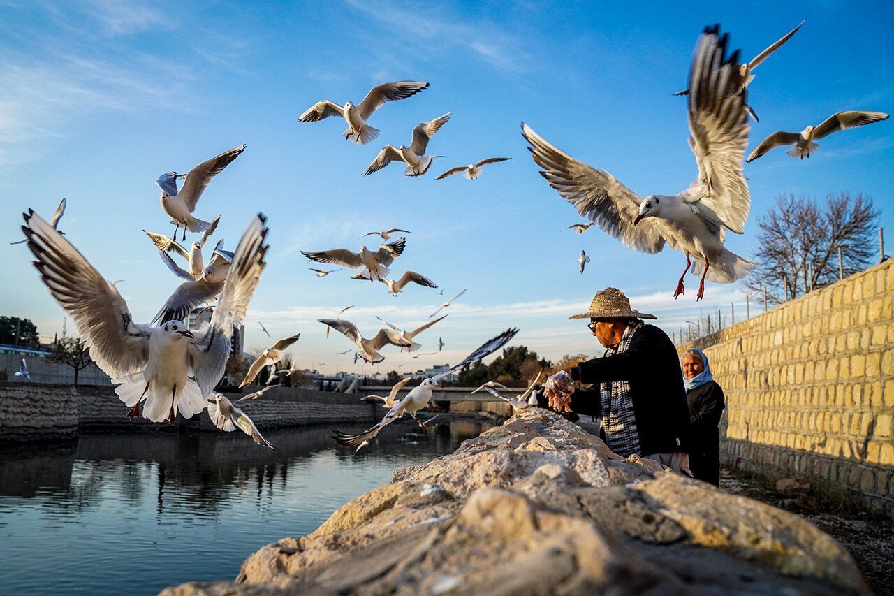 Siberian gulls wintering in Shiraz