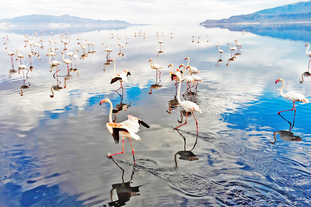 Maharloo Lake hosting flamingoes – Tehran Times