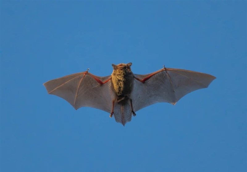 Chinese Researchers Identify New Bat Coronavirus with Potential Human Infection Risk – Space/Science news