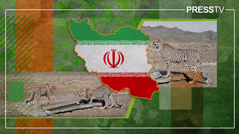 Hope rekindled as rare Asiatic cheetah family spotted in central Iran