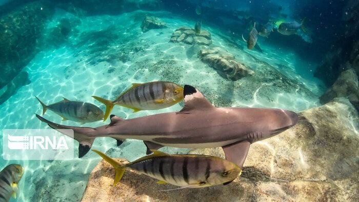 DOE developing action plan for conservation of sharks, rays