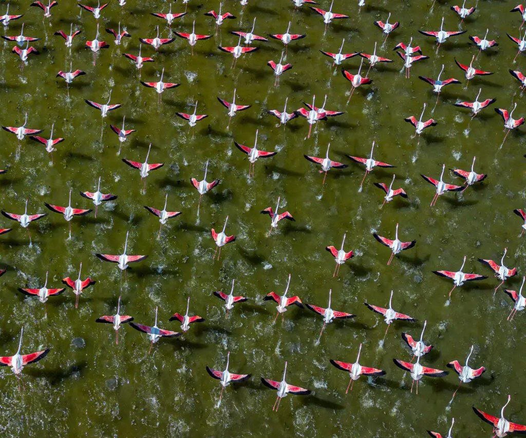 World Migratory Bird Day highlights ‘creating bird-friendly communities’