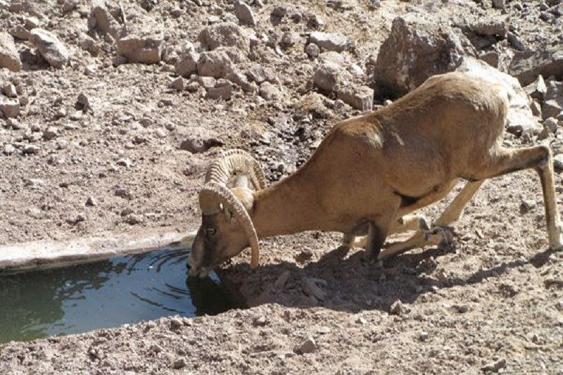 Spring rainfalls revive Lake Urmia’s reservoirs for wildlife
