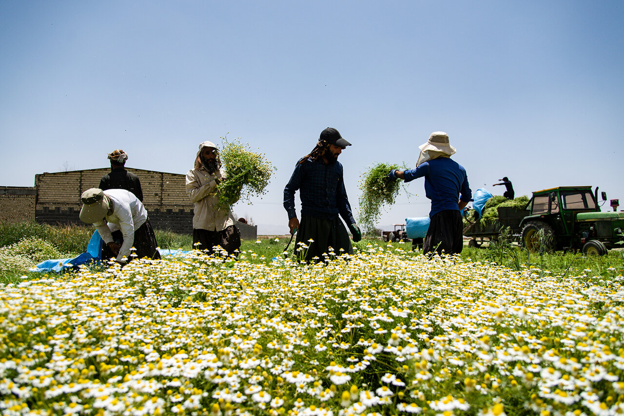 Chamomile harvest in Isfahan – Tehran Times