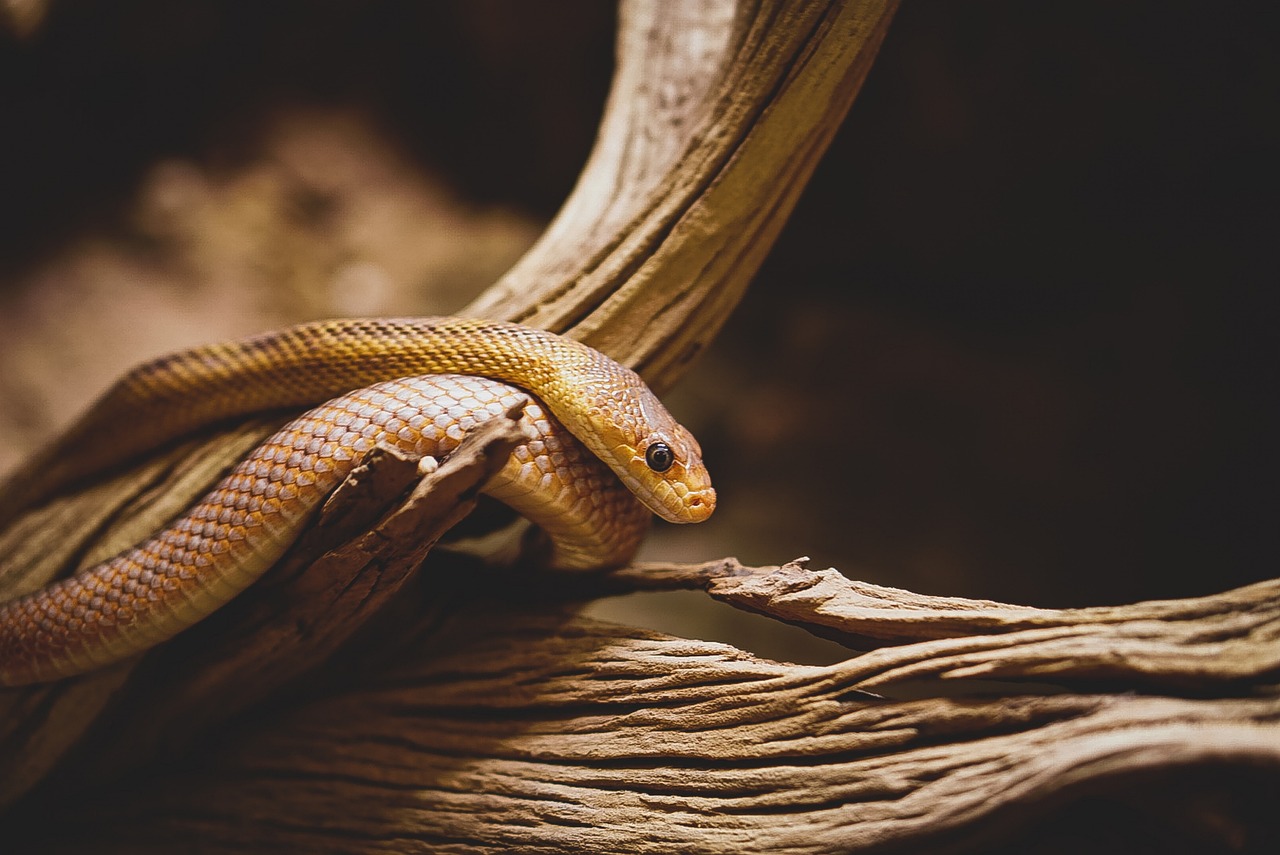 Novel Antivenom ‘Cocktail’ Neutralizes Venomous Snake Bites