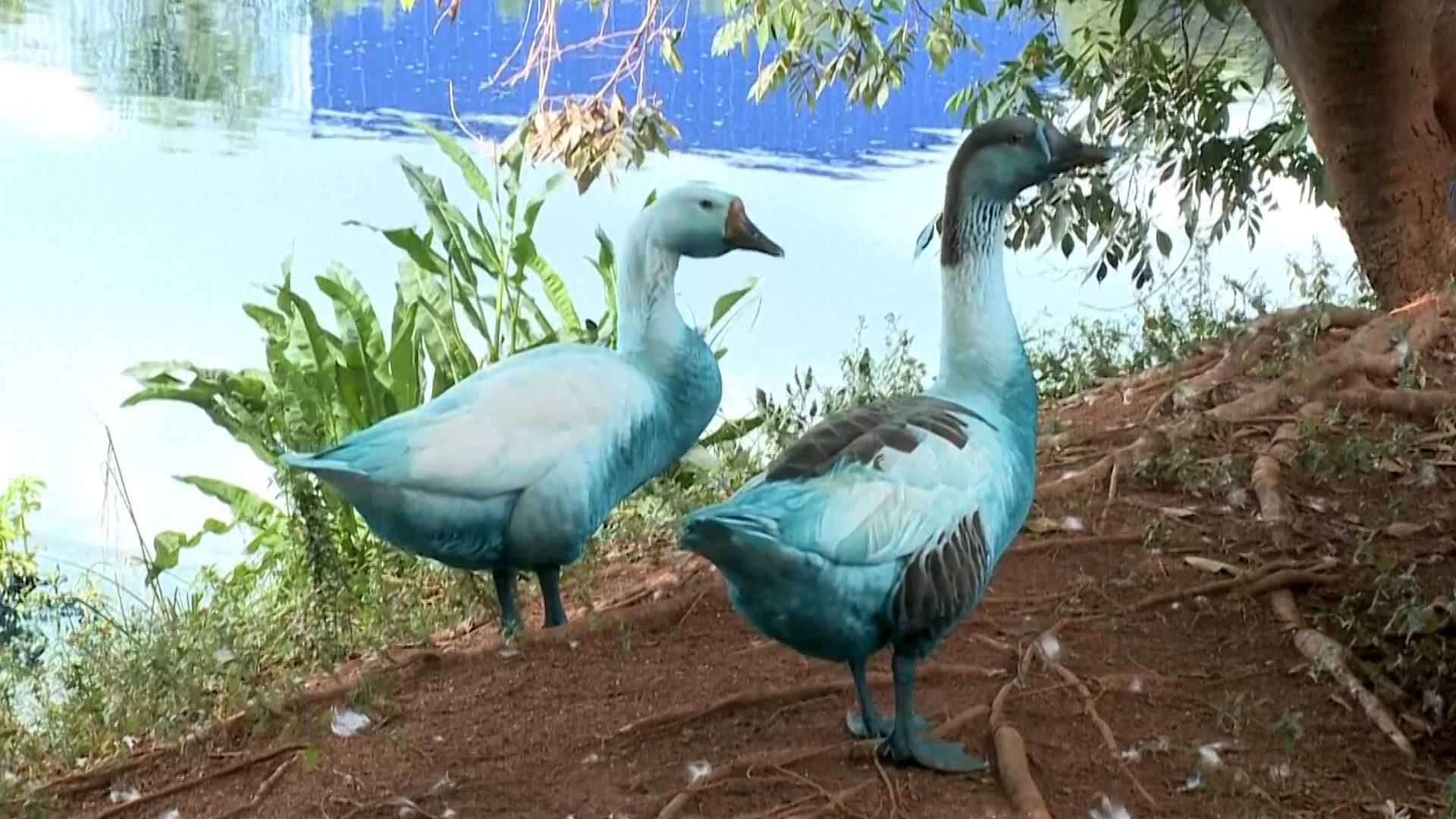 Chemical spill turns Brazilian lake blue and kills fish | Newsfeed