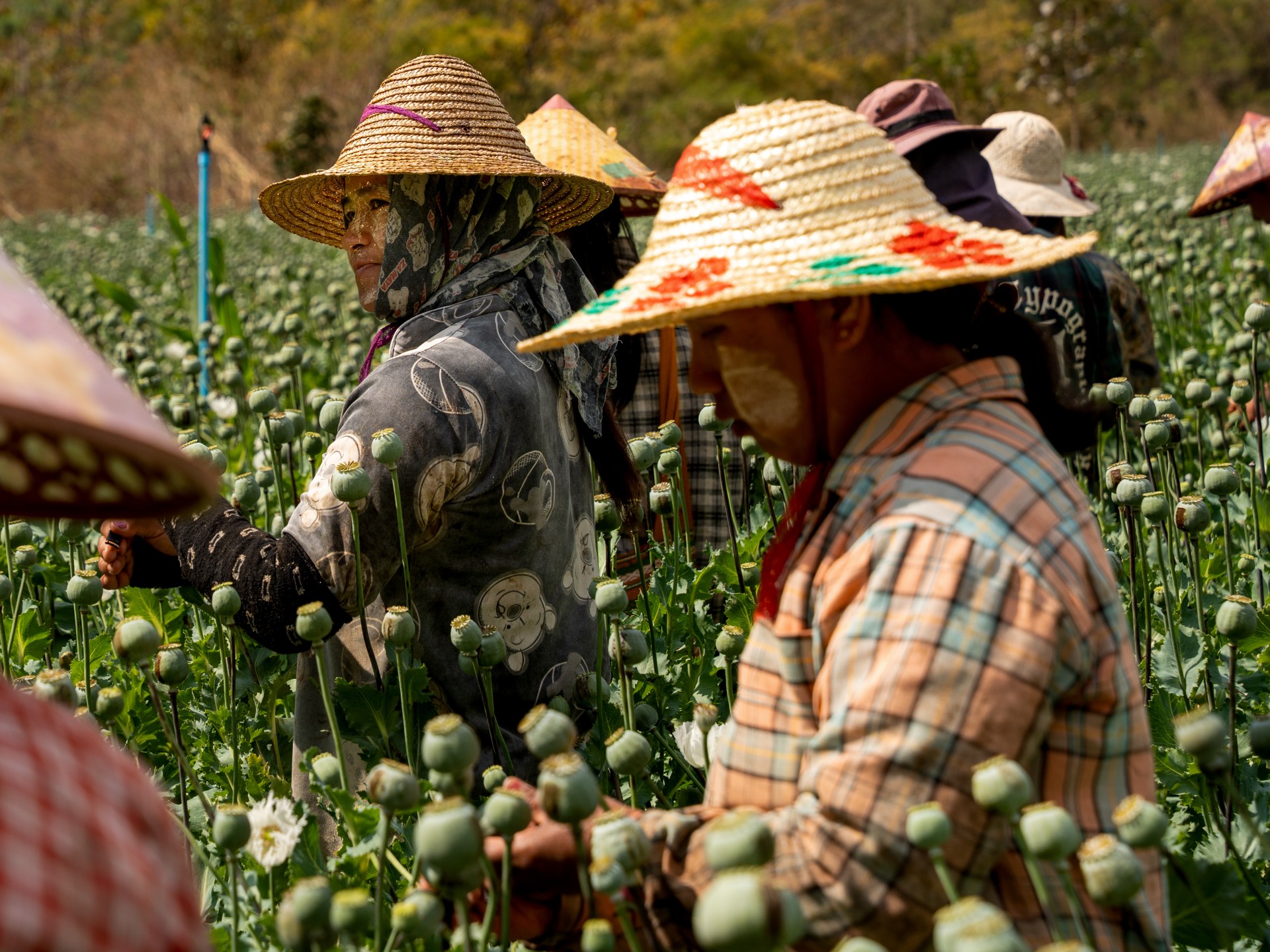 ‘We do this to survive’: Harvesting opium poppies in Myanmar’s Shan State | Drugs News