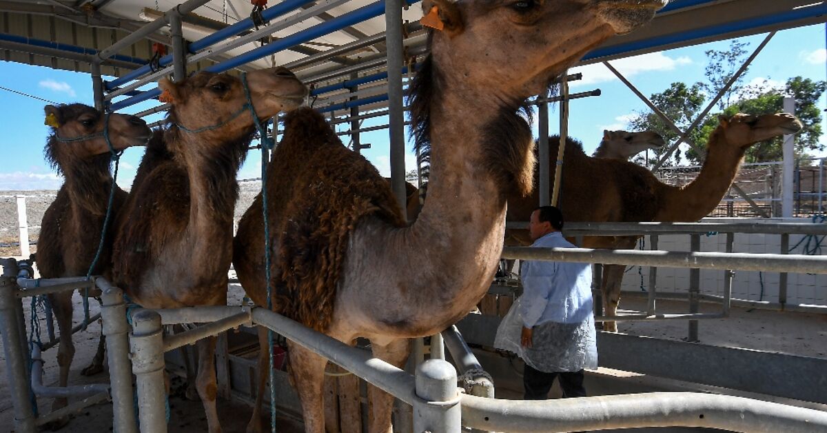 In Tunisia’s arid south, camel milk offers hope for economic gain