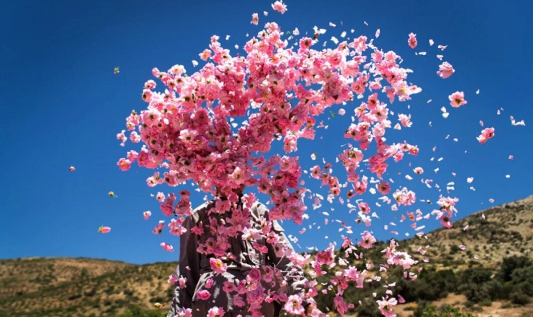 Iran Rose Water Festival; When desert breathes in fragrance