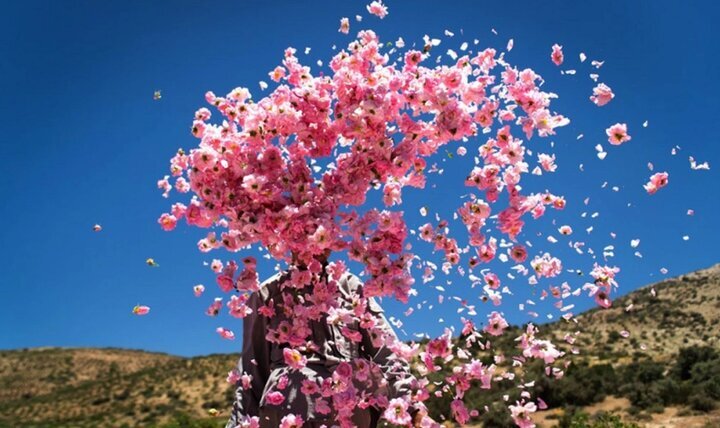 Rosewater Festival: When desert breathes in fragrance