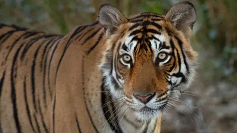 Sachin Rai Photo of tigress Arrowhead in Ranthambore national park, Rajasthan.