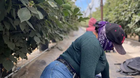 BBC News A woman kneeling on the ground, wearing a purple bandana over her face and a hat. She hides from US immigration authorities