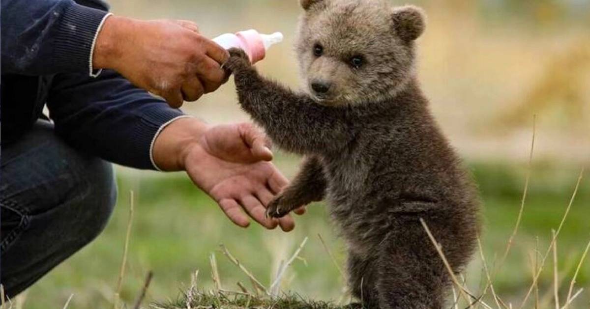 Search underway for orphaned bear cub lost in Tehran park