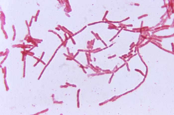 How the Gut Microbiome Can Boost the Immune System
