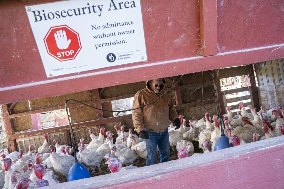 CDC Bird Flu Response Cuts Could Lead To Another Pandemic