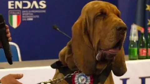 Arcangelo Caressa/Facebook Bruno, a bloodhound, wearing a rosette on stage.