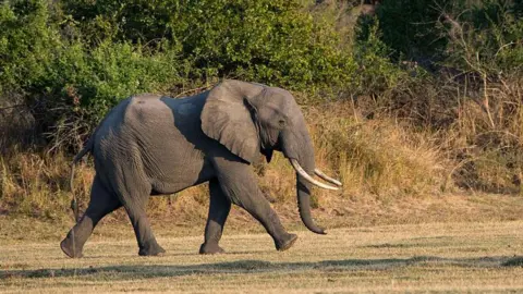 Getty Images Elephant walking in South Luangwa National Park in eastern Zambia