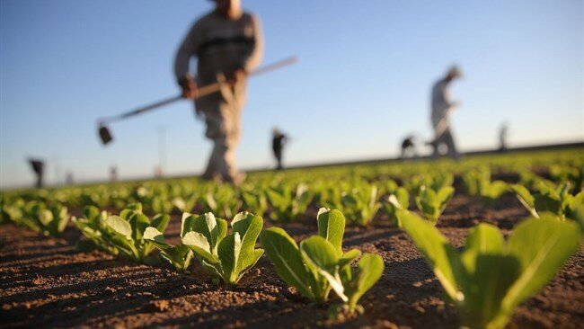 Agriculture sector grows 3.2% in a year, trade balance improves by $3b