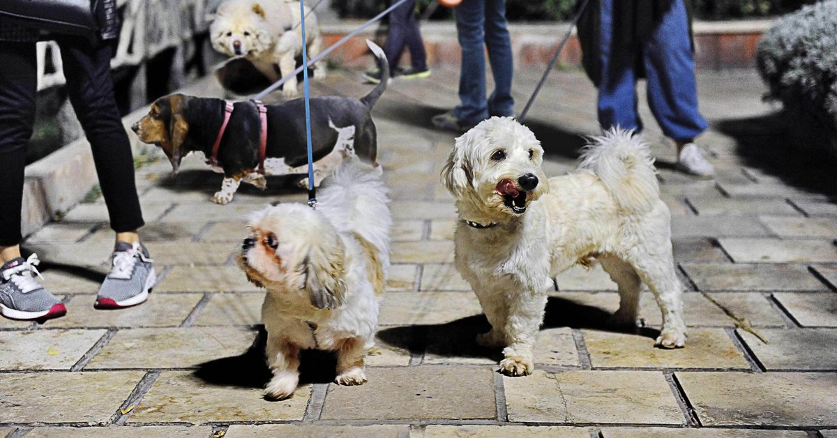 Iran Guards-linked media slams dog and cat imports, calls for ban