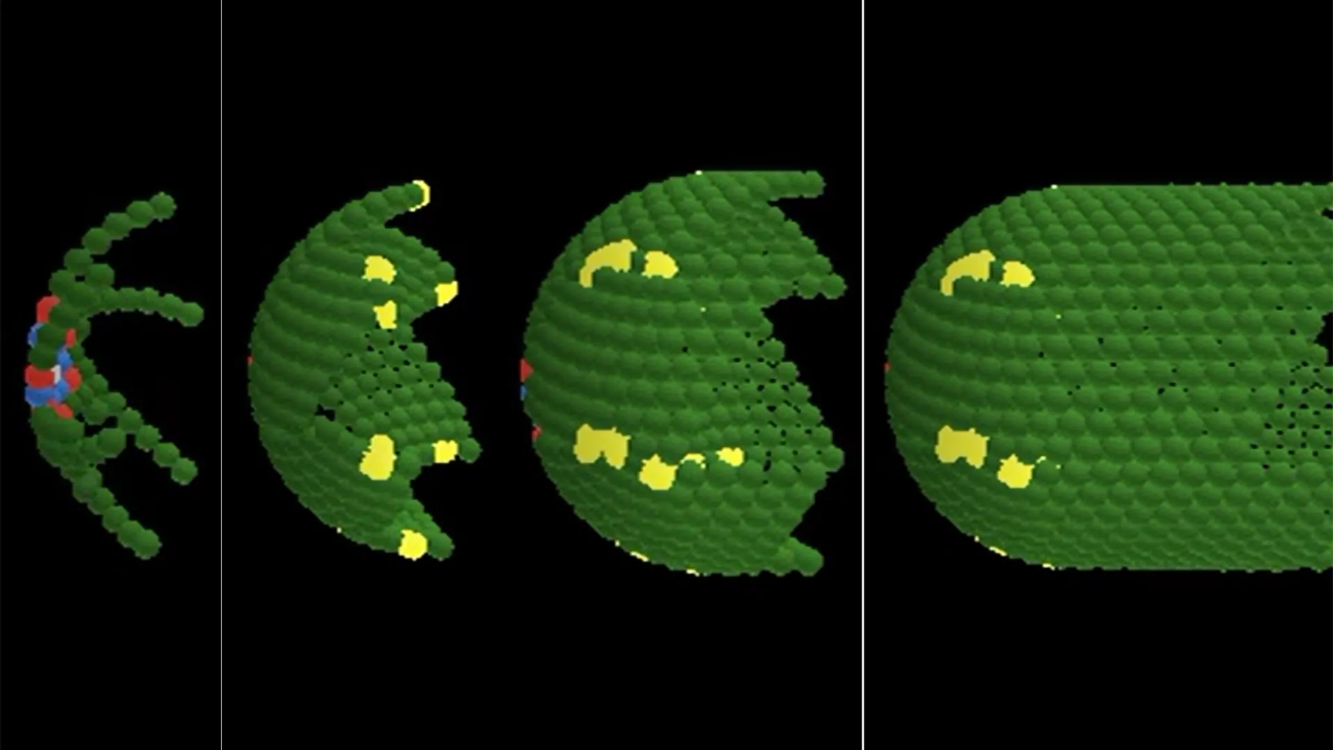 New study cracks the “tissue code” — just five rules shape organs