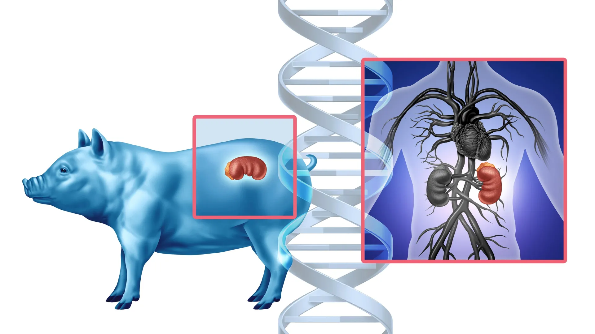 Scientists just mapped how the body rejects pig organs—and how to stop it