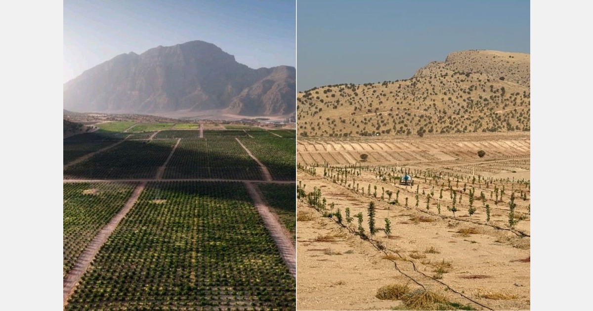 Iranian grower abandons pomegranates for pistachios due to sanctions