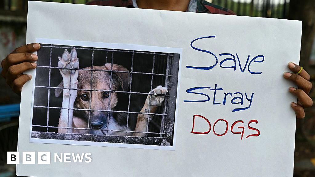 India’s Supreme Court says Delhi stray dogs will not be sent to shelters