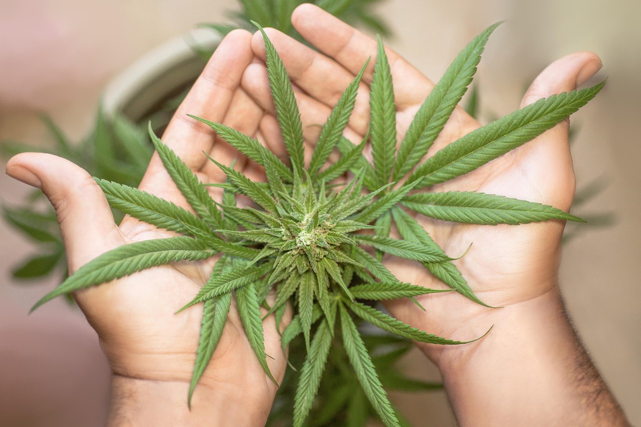 The Role of Cannabis in Promoting Healthy Lifespan