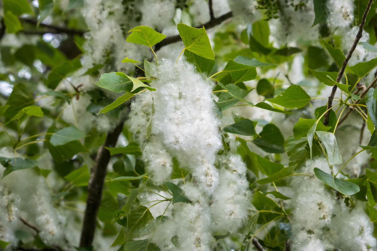 Engineered Antibody Prevents Hay Fever