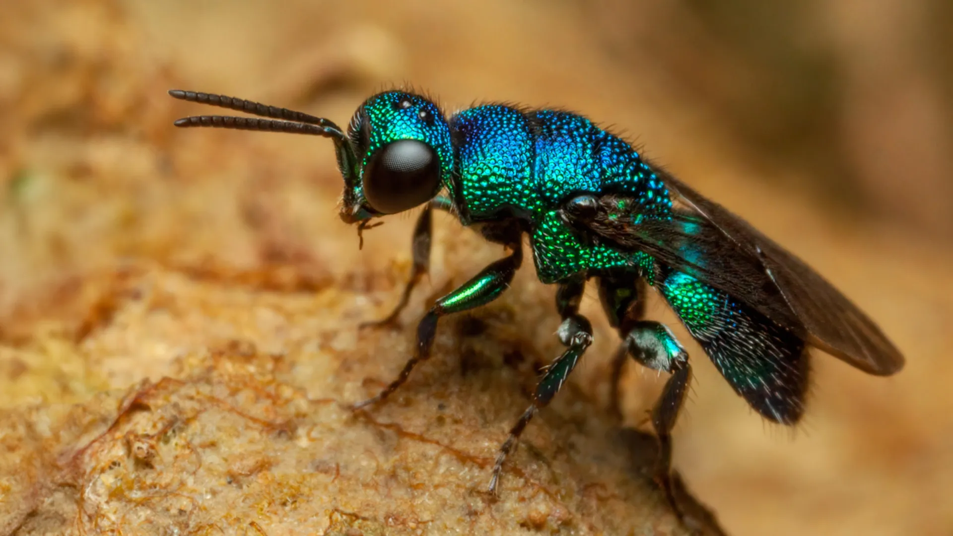 Nature’s anti-aging hack? Jewel wasp larvae slow their biological clock