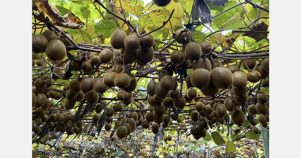 Iran’s large kiwi crop eases prices for Indian importers