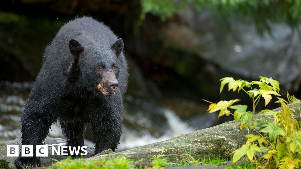 Man killed in suspected bear attack