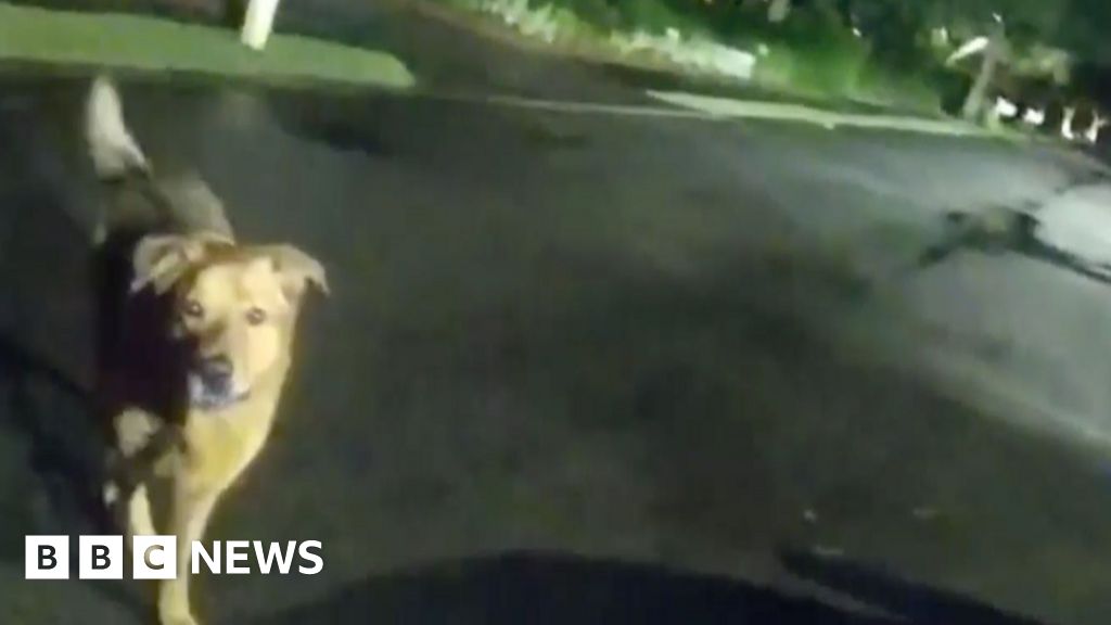 Moment Florida dog leads deputy to missing 86-year-old