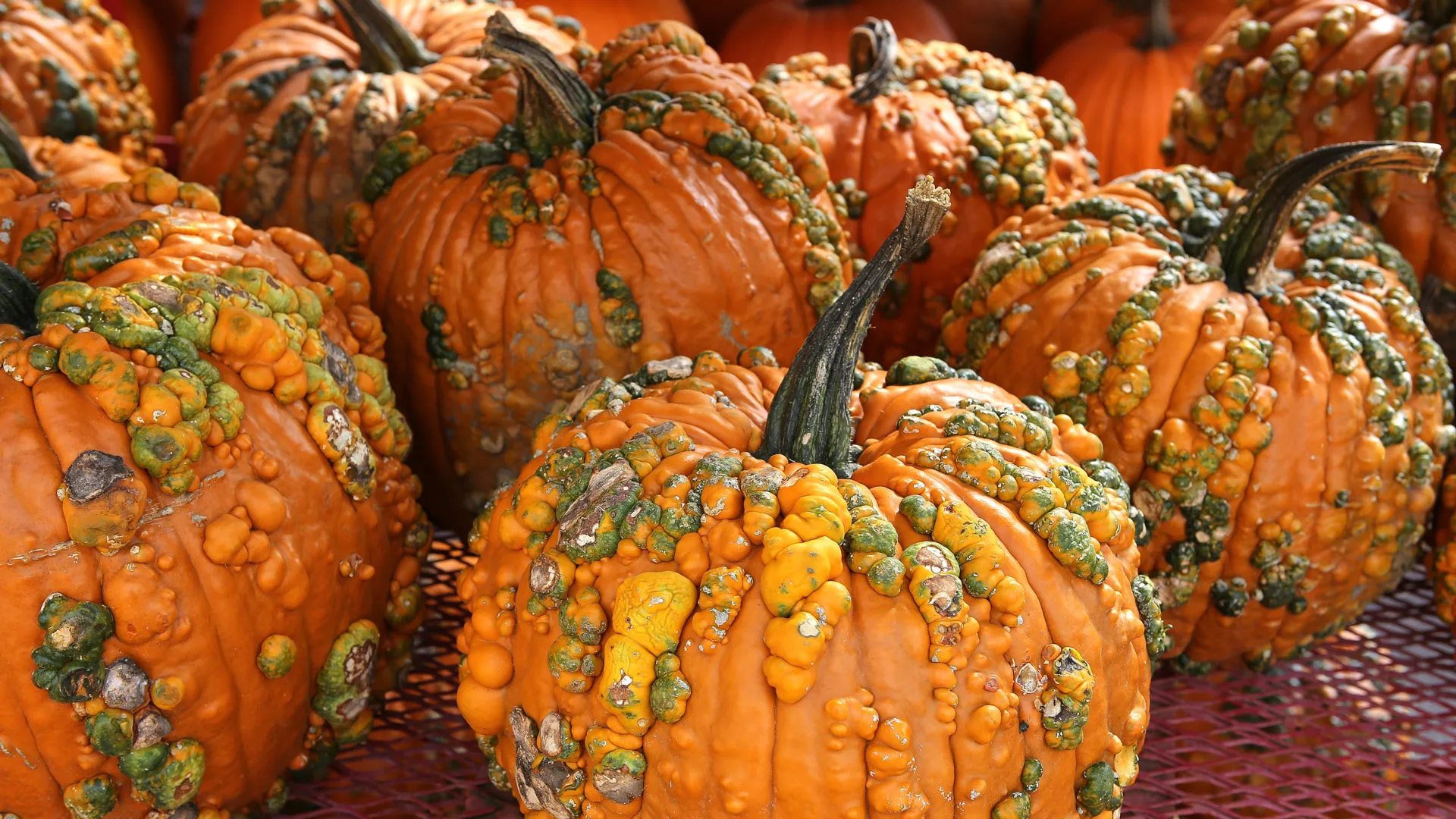 Your pumpkin might be hiding a toxic secret