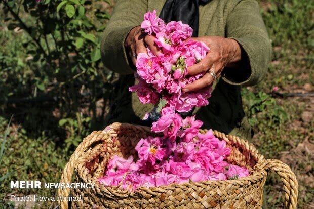 Baneh rosewater festival added to Iran’s national tourism calendar