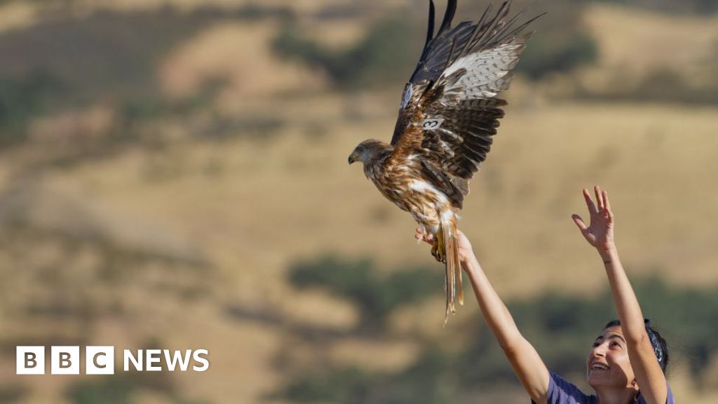UK red kites bring Spanish cousins back from the brink