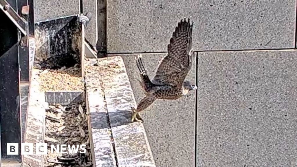 Three ‘Nestflix’ peregrine falcons each take flight for the first time