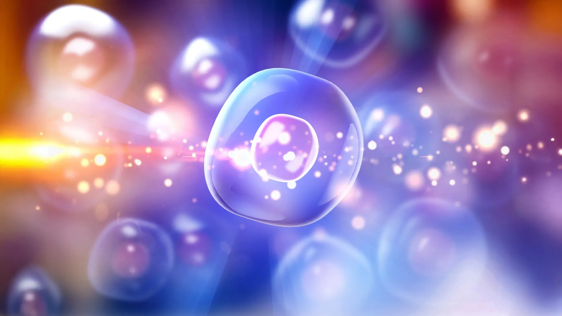 Stanford’s new cell therapy cures type 1 diabetes in mice