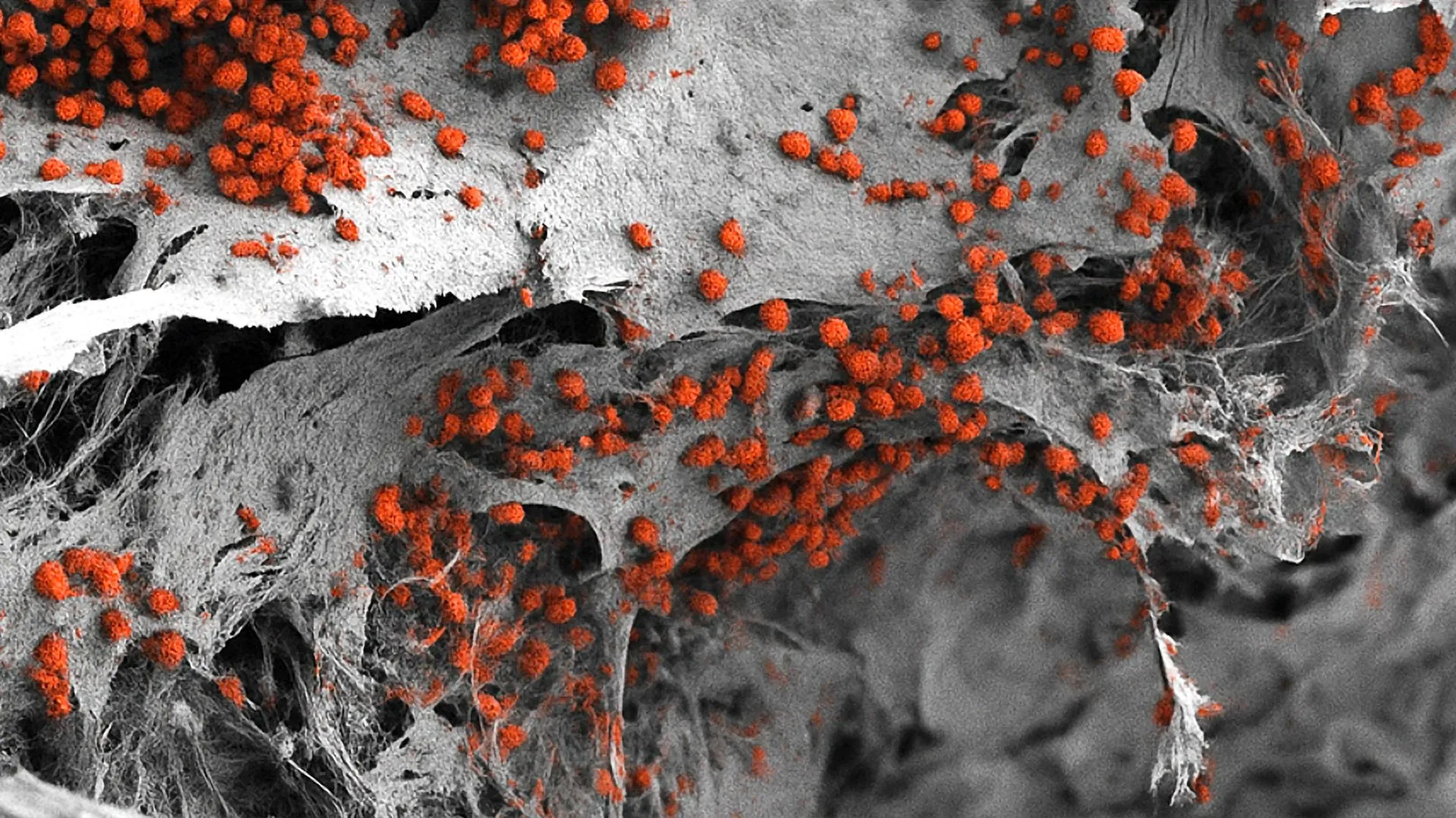 Scientists grow a tiny human “blood factory” that actually works