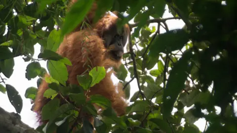 Getty Images A large orangutan in a tree, partly obscured behind leaves