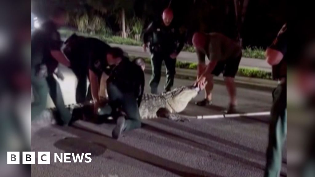 Moment officers wrangle 600lb alligator from Florida road
