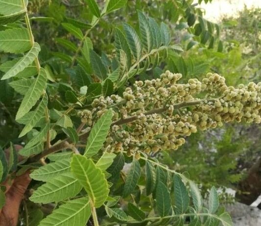 Dossiers of Ilam’s 3 natural sites under preparation for national registration