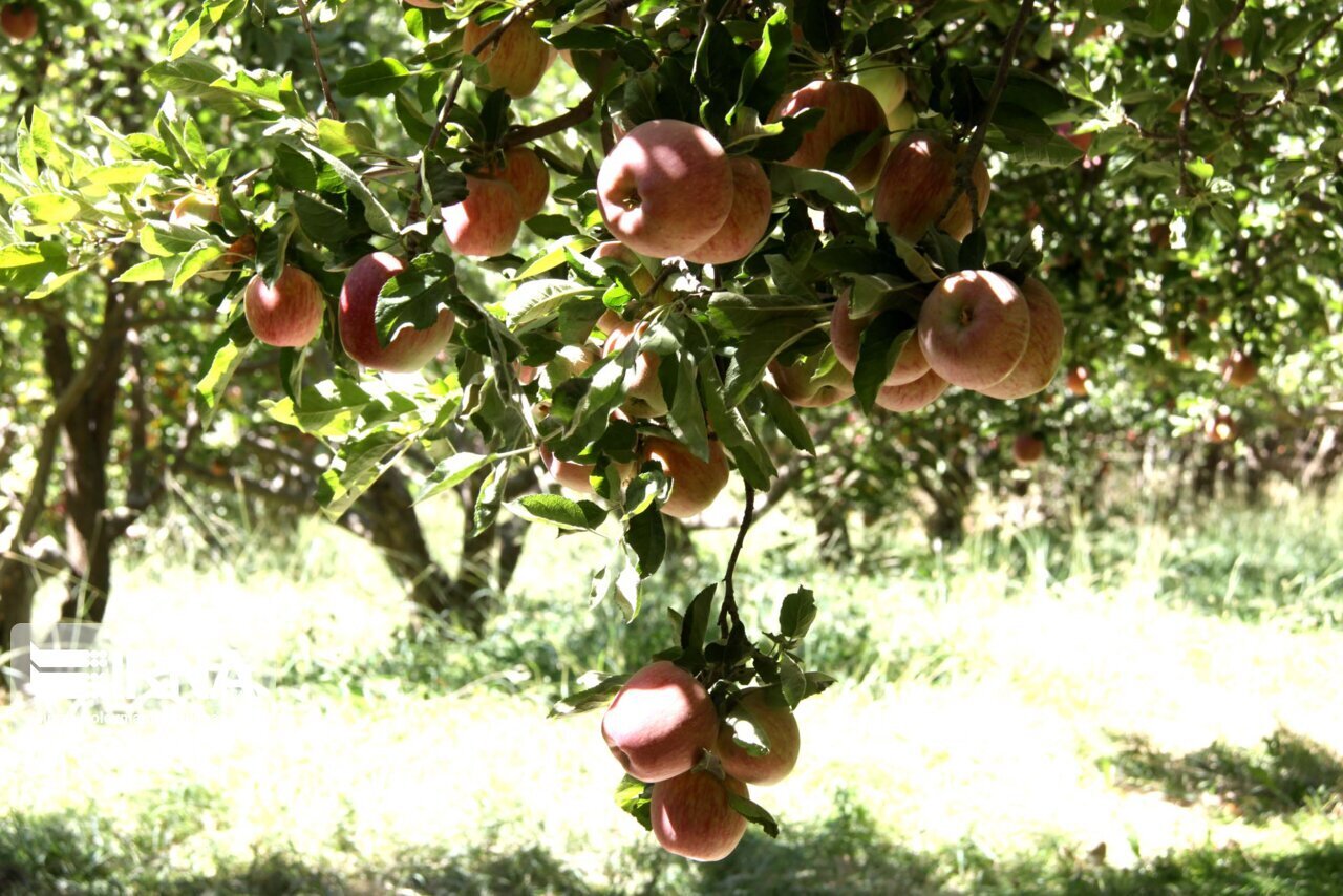 Borujerd apple festival registered in tourism events calendar