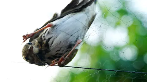 BBC Bird caught in net 