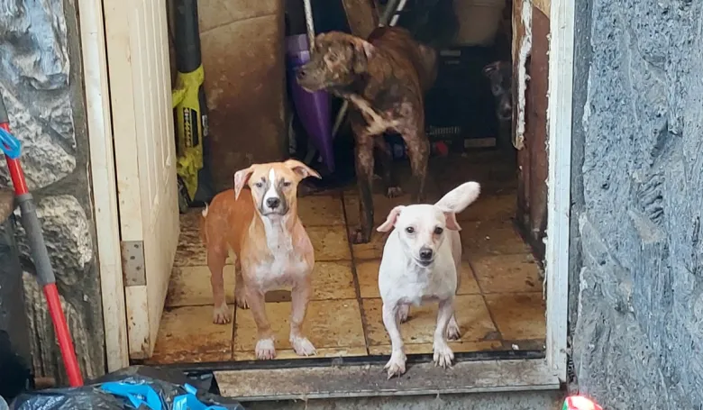San Ysidro man sentenced after 34 animals rescued from home