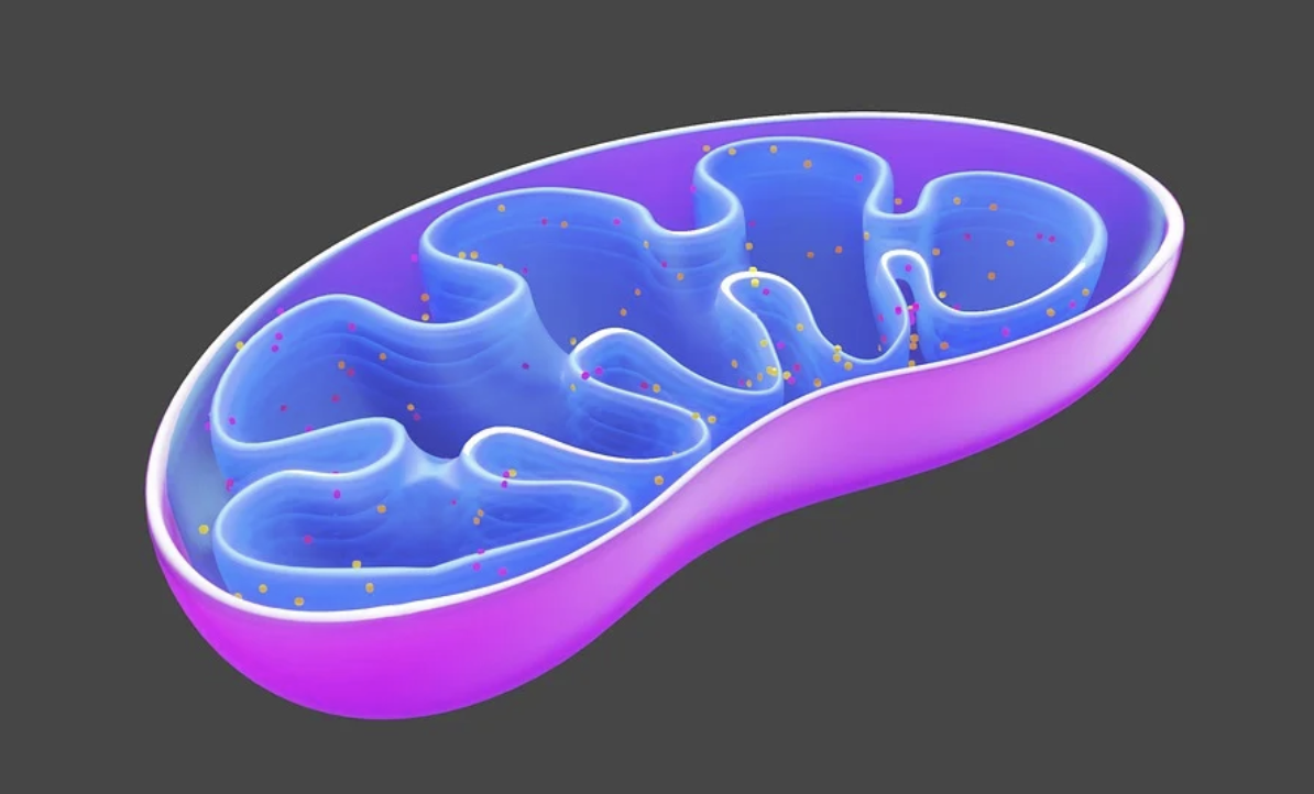 A Mitochondrial DNA Mutation that Alters Immunity