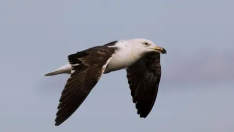 Getty Images A black-browed albatross flies in the skies off South Africa