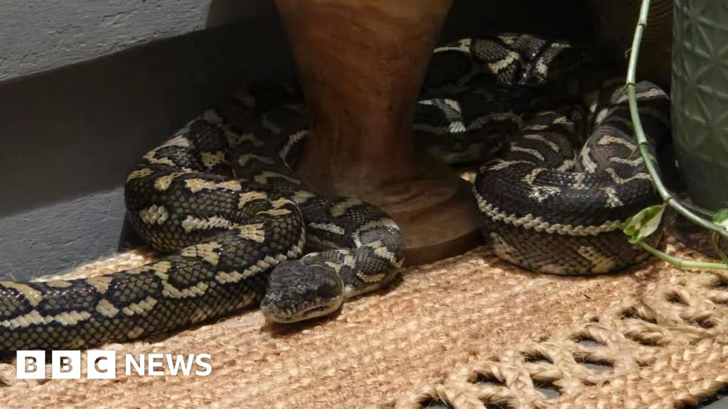 Australian woman wakes to find massive python on her chest